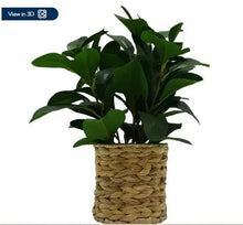 Artificial peperomia plant with dark green leaves in wicker planter basket