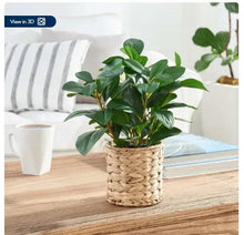 Artificial peperomia plant with green leaves in natural wicker basket