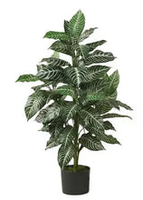 Potted zebra silk plant with variegated dark and light green leaves
