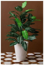 Potted zebra silk plant with striped dark green leaves in white square pot