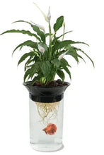Penn Plax aquaponic betta fish tank with clear plastic cylinder and planted top