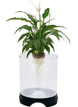 White hydroponic planter tank with black base holding a green leafy plant