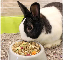 Rabbit eating from a bowl of dry pellet and seed mix