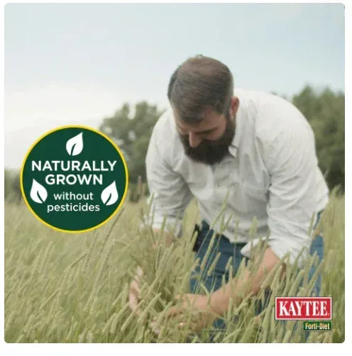 Kaytee Forti-Diet All Natural Timothy Hay , 48 ounce