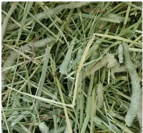Standlee PremiYum Western Timothy Grass Hay Small Animal Food for Rabbits, Guinea Pigs, and Chinchillas, 9 lb. Box
