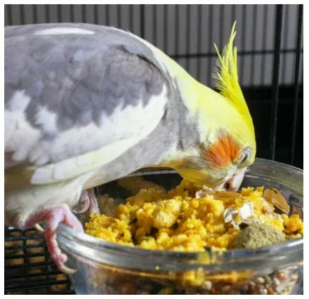Quiko Classic Egg Food Supplement - Bird Seed Blend for All Pet Birds
