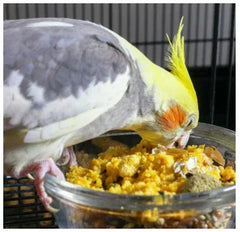 Quiko Classic Egg Food Supplement - Bird Seed Blend for All Pet Birds