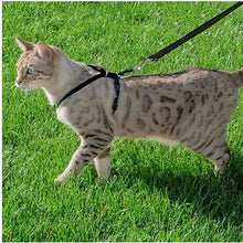 Cat wearing a dark cat harness with leash attached, medium size