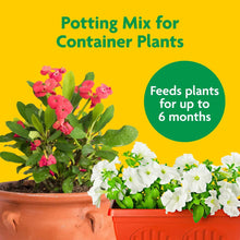 Container plant potting mix with pink and white flowers in terracotta pots