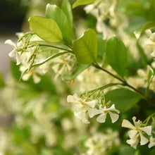 Star jasmine blossoms with white star-shaped flowers and bright green leaves