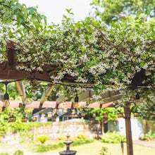 Star jasmine flowering branches with clusters of white star-shaped blooms and green foliage