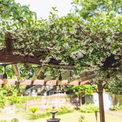 Star Jasmine Flowering Plant 3 Gallon, 2-pack