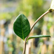 Star jasmine leaf on a green stem with textured surface