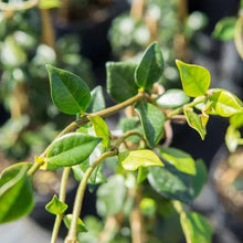 Star jasmine stems with oval green leaves and small flower buds