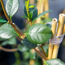 Star jasmine leaves on branching stems with a bamboo support tie