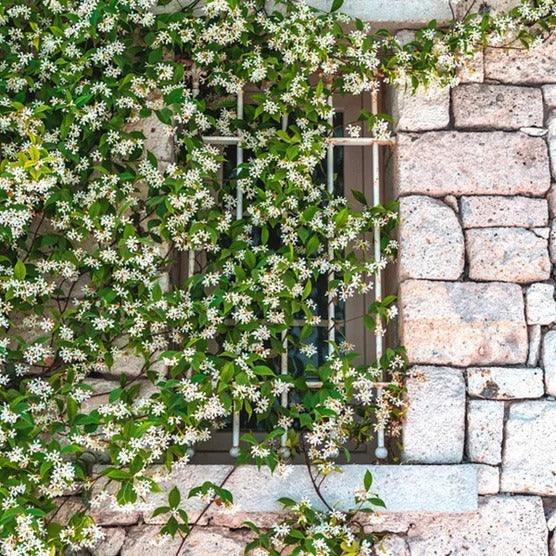Star Jasmine Flowering Plant 3 Gallon, 2-pack