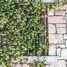Star jasmine flowering vine with many white star-shaped blooms and green leaves