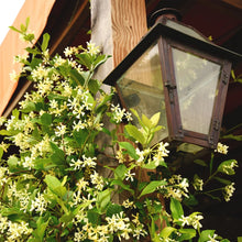 Star jasmine flowering stems with pale white star-shaped blossoms and green leaves
