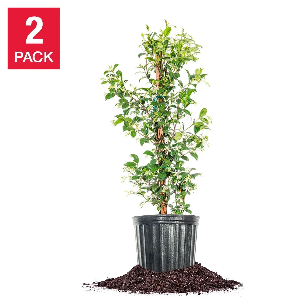 Star Jasmine Flowering Plant 3 Gallon, 2-pack
