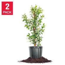 Star jasmine plant in a black pot with dark soil, green leaves and white blooms