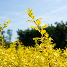 Yellow-green ligustrum sprig with small leaves on a thin branch
