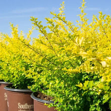 Ligustrum shrub with yellow-green leaves in brown pots