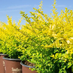 Sunshine Ligustrum, 2-pack