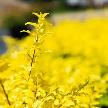 Yellow-green ligustrum branch with small leaves and new growth