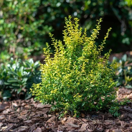 Sunshine Ligustrum, 2-pack
