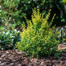 Ligustrum shrub with dense yellow-green foliage in mulch