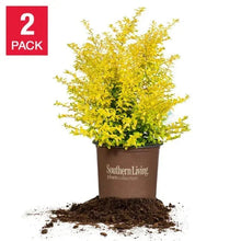 Ligustrum plant in brown pot with bright yellow-green leaves