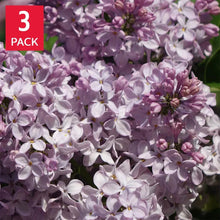 Miss Kim lilac 3-pack with clusters of light purple blossoms