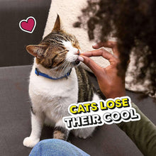 Cat being hand-fed on a couch, wearing a blue collar