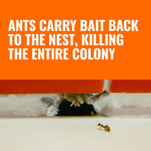 TERRO liquid ant bait station at wall edge with ants in crevice