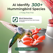 Red glass hummingbird feeder with viewing window and hummingbird identification display