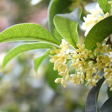 Flowering shrub blossoms on a branch with pale yellow flowers and green leaves