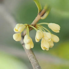 Flowering shrub flower cluster on a twig with pale yellow blooms and leaves