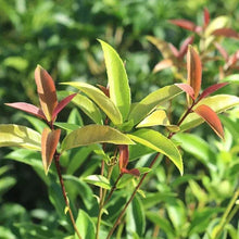 Flowering shrub with green leaves and upright shoots showing reddish-brown tips