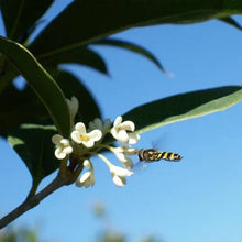 Flowering shrub branch with small pale flowers and a honeybee