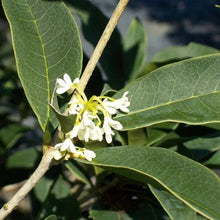 Flowering shrub bloom cluster with pale white flowers and textured green leaves