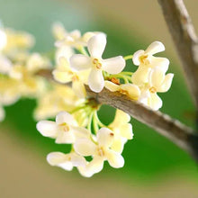 Flowering shrub blossoms on branches with pale white flowers and green leaves