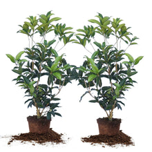 Flowering shrub plant in pots, two-pack, with green leaves and branching stems