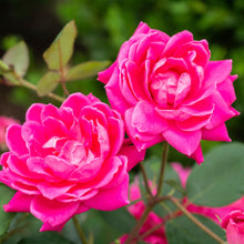 Close-up of double pink rose blossoms with green leaves and stems