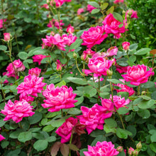 Pink double rose shrub with dense green foliage and many clustered blooms