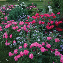 Pink rose shrub plant with full clusters of double blooms and green leaves