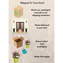 Shipping and care graphic with a potted pink rose and a cardboard box