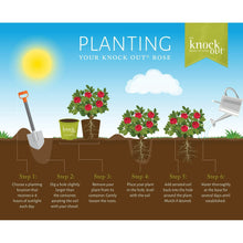 Potted roses planting guide graphic showing containers and rose plants