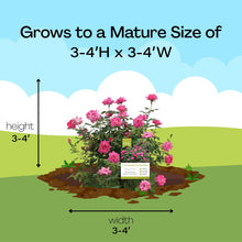 Pink rose shrub size diagram with a potted plant illustration and arrows