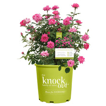 Flowering pink rose shrub with double blooms in a green grower pot