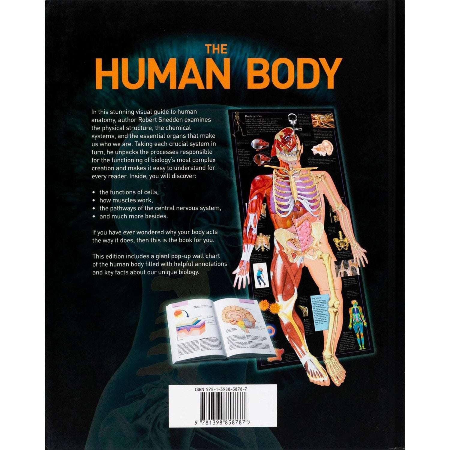The Human Body, Hardcover - USA MEGA SHOP